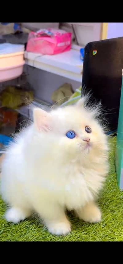Quality Persian Punchface cat & kitten. moreWhatsApp 03233614642