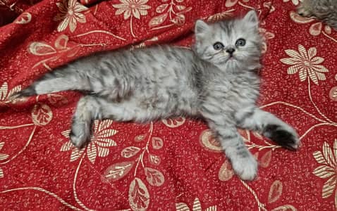 punch face kitten