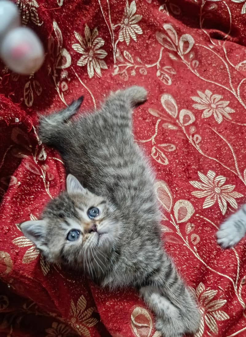 punch face kitten 1