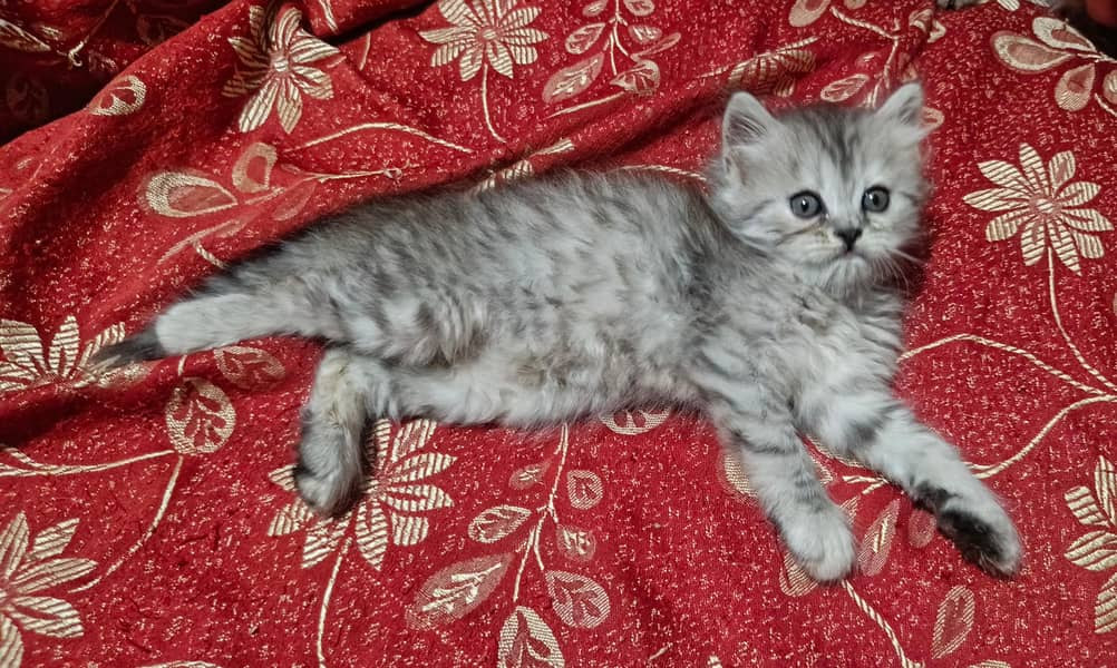 punch face kitten 2