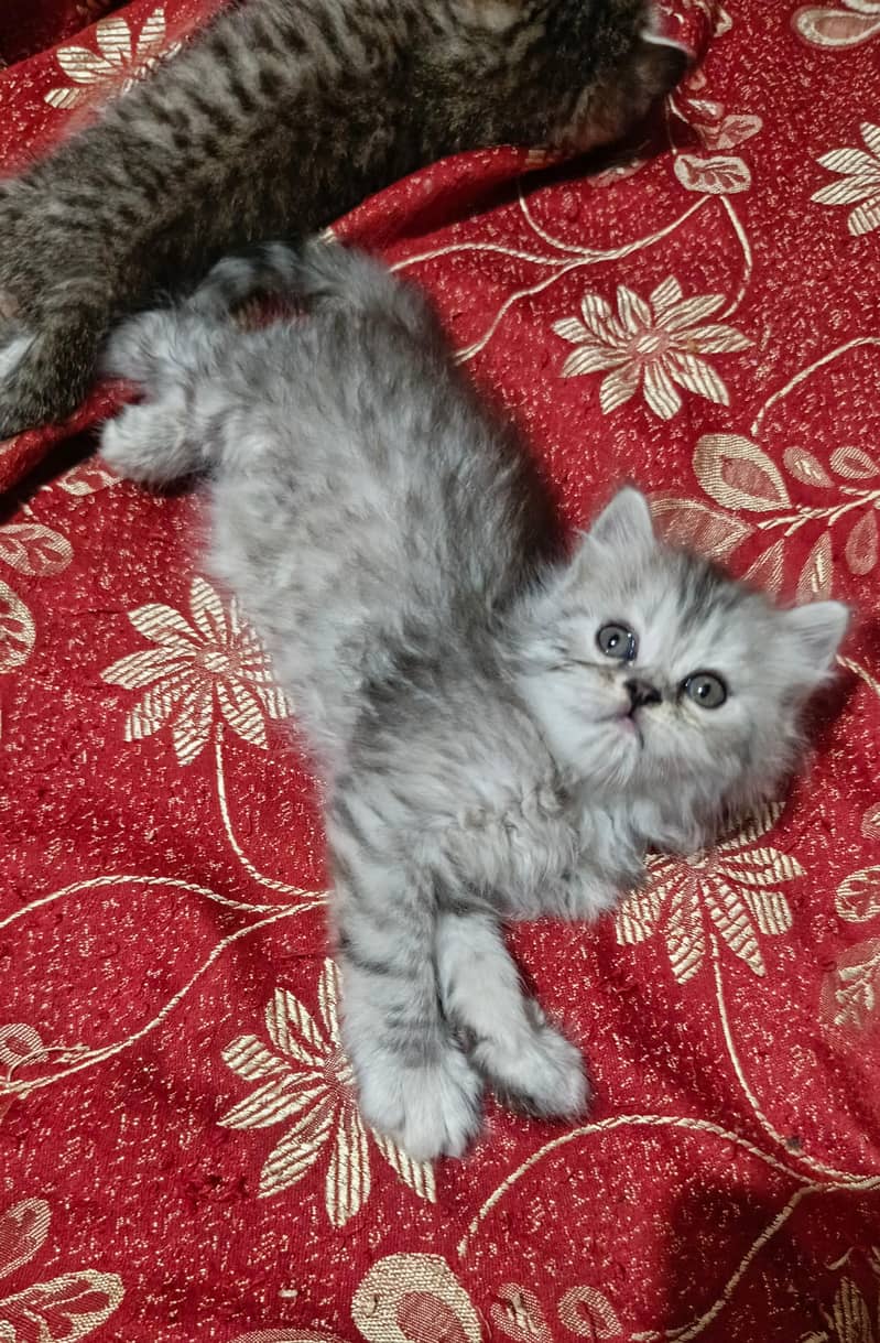 punch face kitten 3