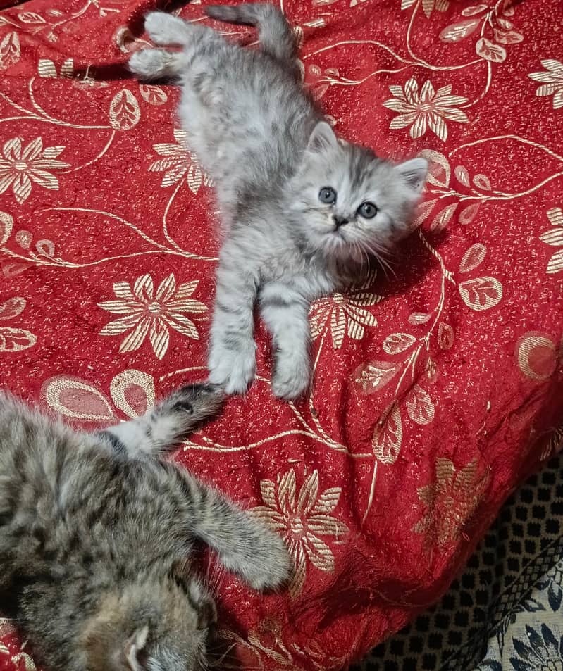punch face kitten 4