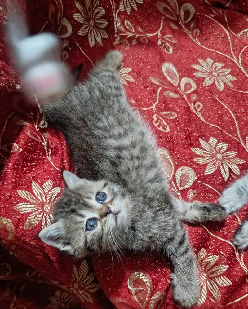 punch face kitten 5