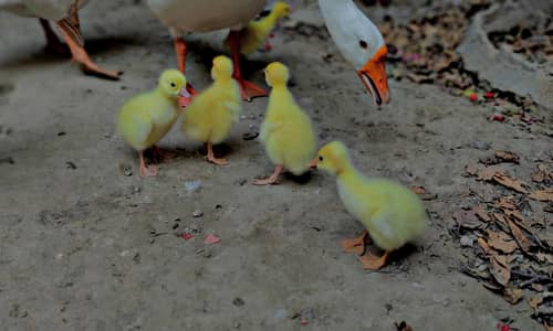 Pure White Long Neck Pair With Chicks