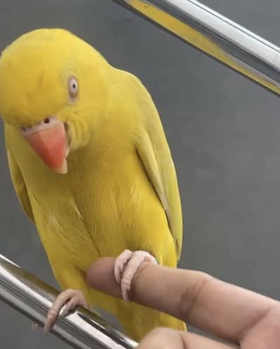Hand tame yellow parrot
