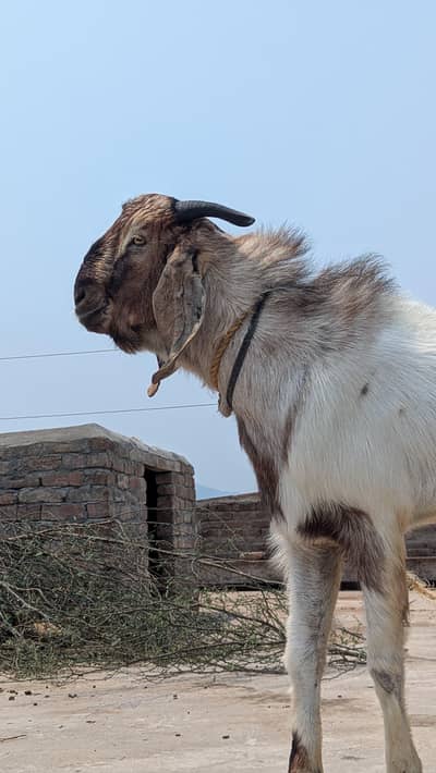 qurbani bakra