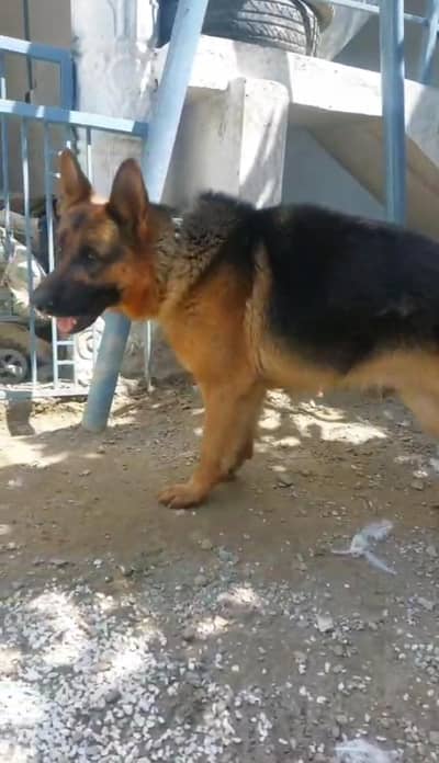 Pure German Shepherd