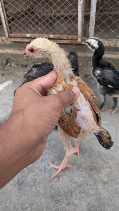 Burmi Pakoye High Quality Chicks