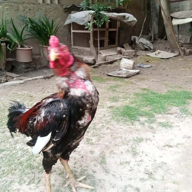 1 murga 2 murgiya aseel set — photo 2