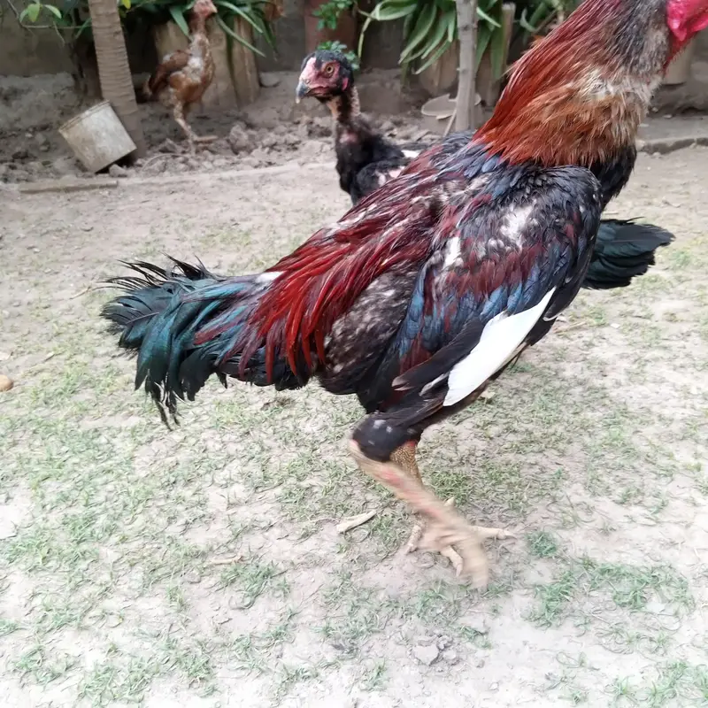 1 murga 2 murgiya aseel set — photo 3