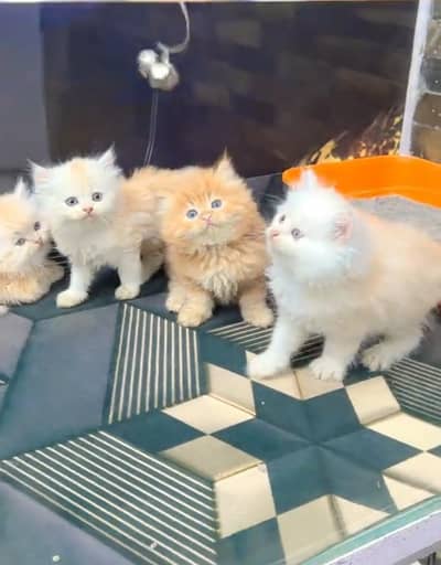 Persian cat triple cod for sale,my WhatsApp 03265565734