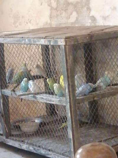 parrot for sale