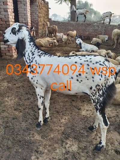 bakra qurbani MashAllah beautiful & chatray available