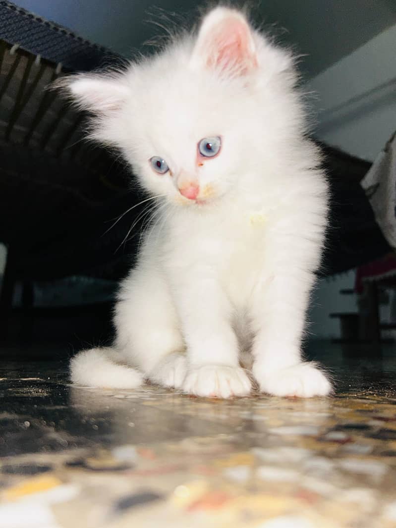 Persian kittens 2