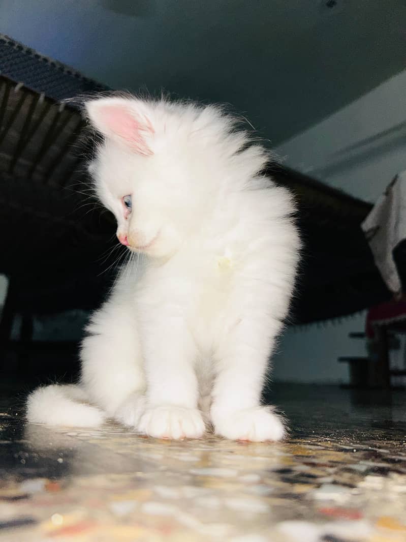 Persian kittens 3
