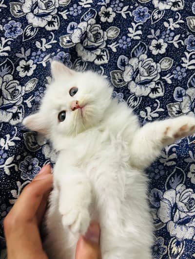 Persian kittens