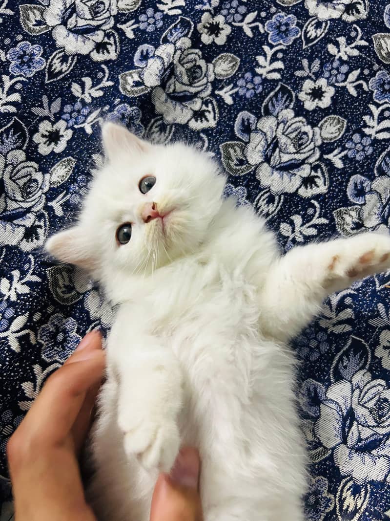 Persian kittens 0
