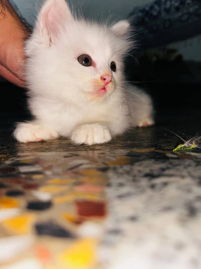 Persian kittens 4