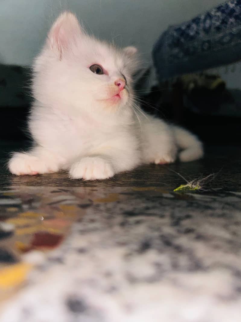 Persian kittens 5