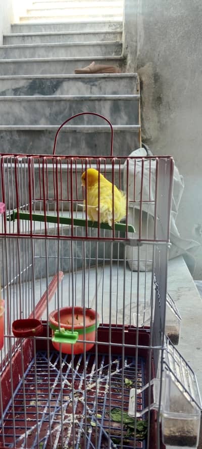 canari male