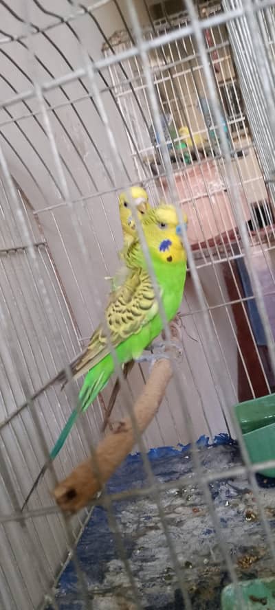 hoboromo male