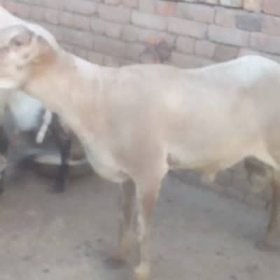 ماشاءاللہ صحت مند خوبصورت دنبہ قربانی کیلئے بہترین دو دانت والا تیار ل