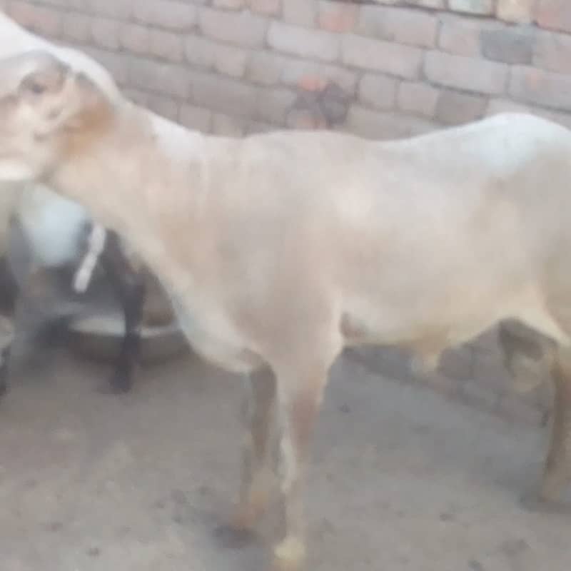 ماشاءاللہ صحت مند خوبصورت دنبہ قربانی کیلئے بہترین دو دانت والا تیار ل 0