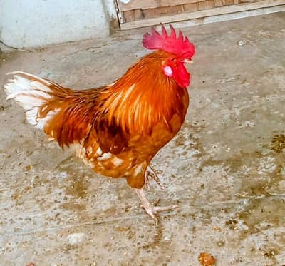 hen for sale