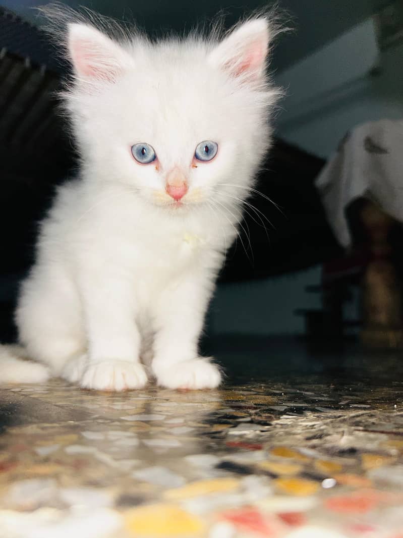 Persian kittens 1