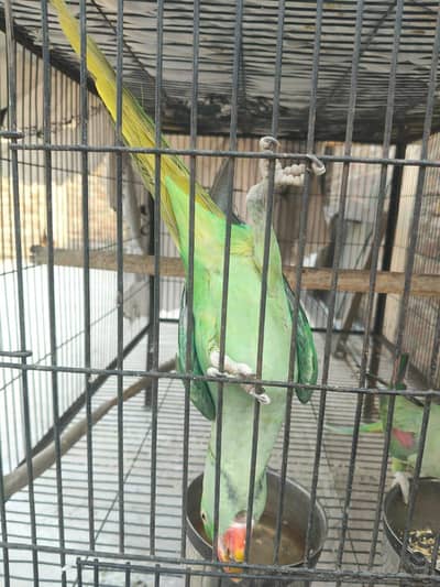 raw parrot big size hand tamed