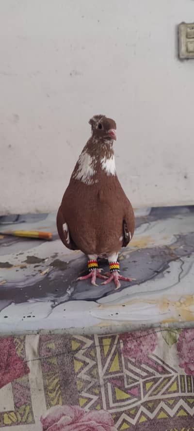 pigeon urgent sale 0/3/2/0/4/6/2/5/5/6/1 only watsapp