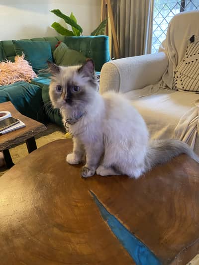 5 months old very playful rare himalayan female cat.