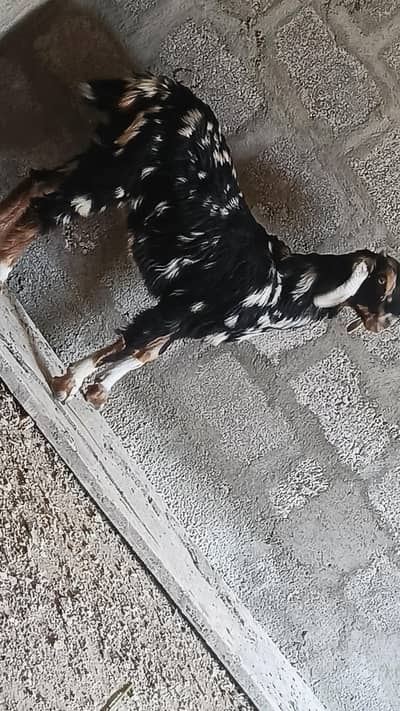 Healthy & Active Goat Kids for Sale