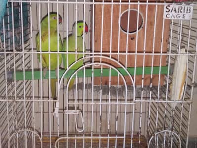 Healthy & Active Parrot pair Available