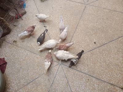 pegions for sale