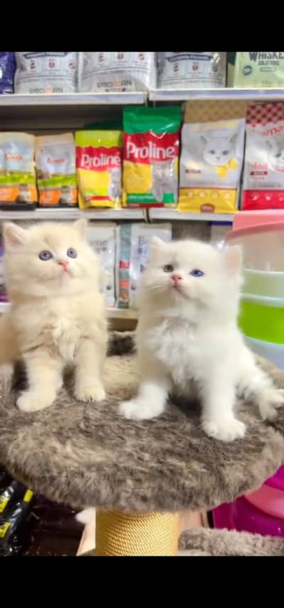 Quality Persian Punchface cat & kitten. moreWhatsApp 03233614642