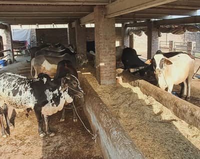 Bull / Bachra / Wacha / sahiwal bull/ Qurbani ka janwar / Qurbani 2026
