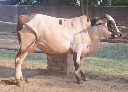 Bull / Bachra / Wacha / sahiwal bull/ Qurbani ka janwar / Qurbani 2026
