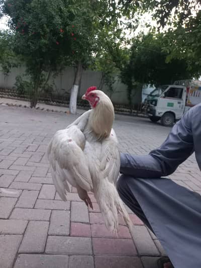 Aseel Heera / Heera  Aseel / hen / heera aseel male / aseel hens /