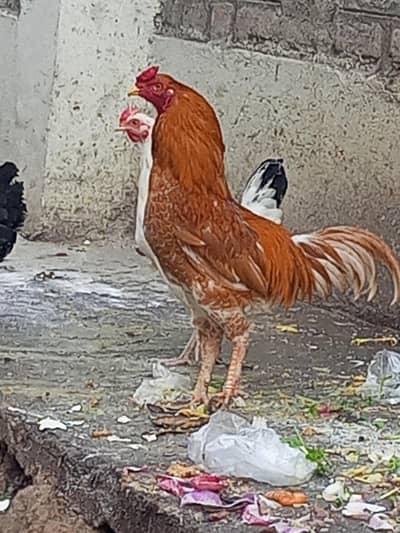 murga for sale