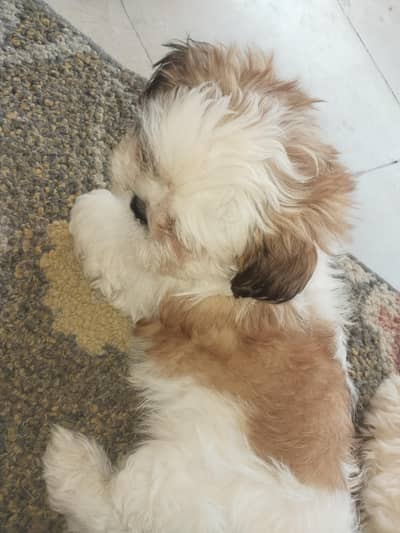 shitzu puppy for sale 0/3/3/1/5/7/5/4/3/1/3 small size punch face ha