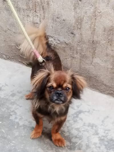 Shihtzu Female | Shihtzu Dog | Shihtzu Available For Sale