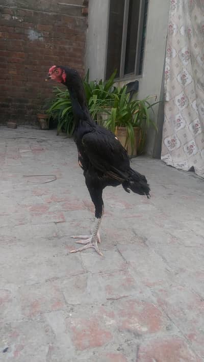 aseel chicks /pattha pure aseel pokoya