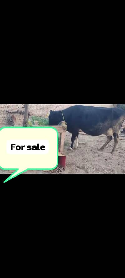 cow for sale