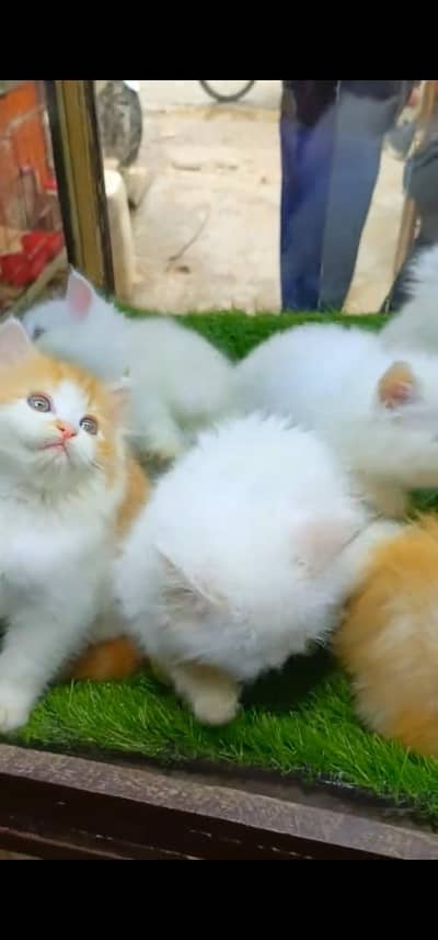 Quality Persian Punchface cat & kitten. moreWhatsApp 03233614642