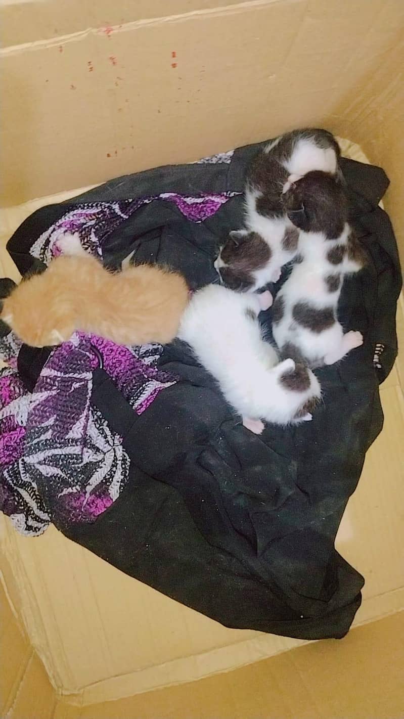 pad cat 1