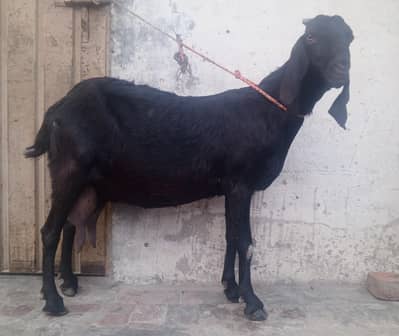 Desi Bakri Dodh wali achi blood line