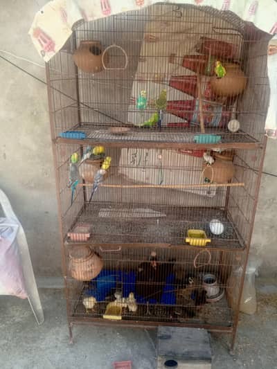 breder peyar with cage