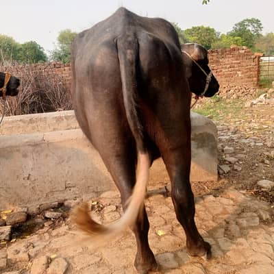 jhota for sale (03179900309)