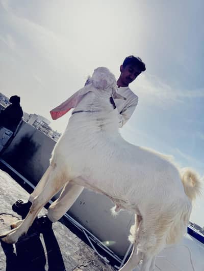 Gulabi bakra for sale Qurbani 2026